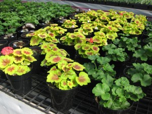 A selection of flowers soon to be ready at M & M Greenhouse.