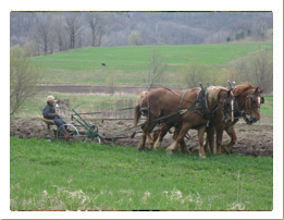 Amish: Plowing Field with Horses