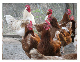 Chickens