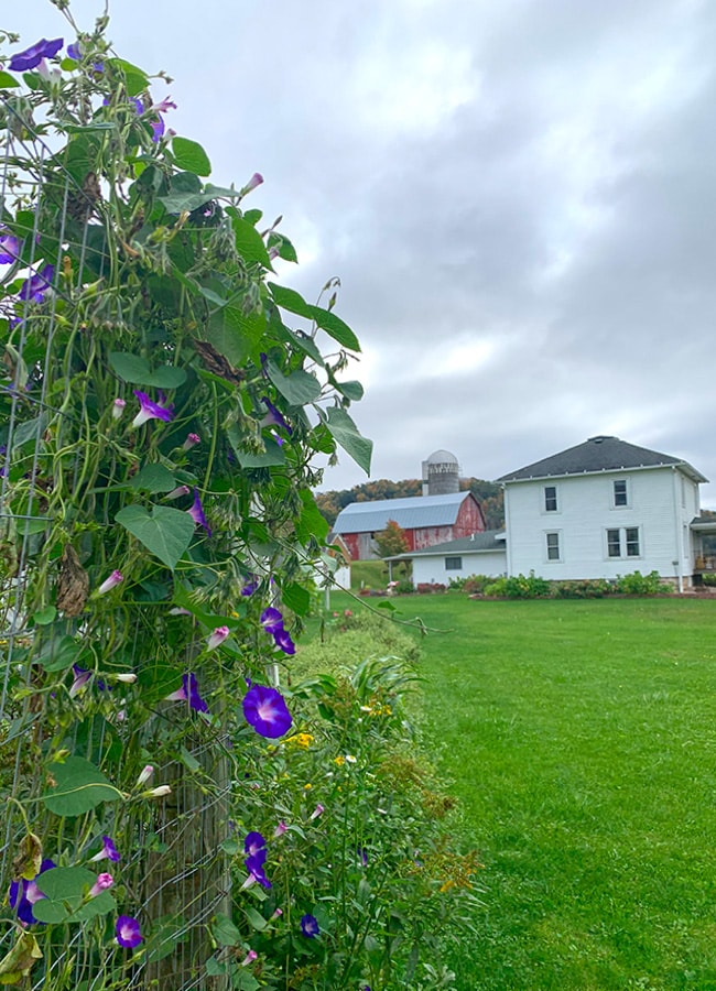 inn with morning glories